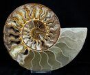 Huge Inch Wide Ammonite Pair #3308-1